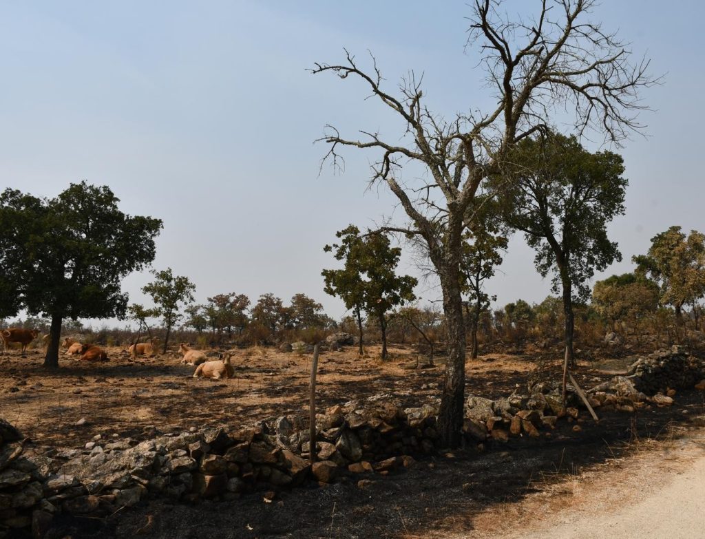 536272756 1140665344779191 4161703090545160178 n