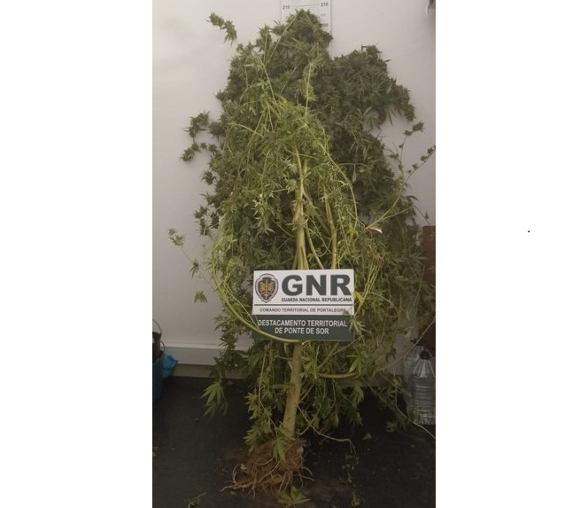 Gnr portalegre apreensão (31)
