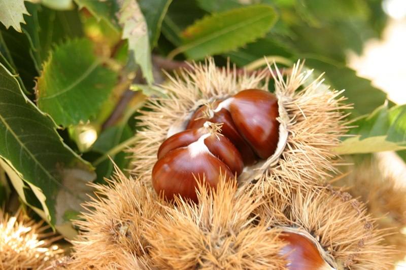 20161031102408 castanha10009